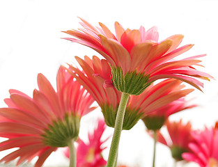 Image showing gerbera daisy