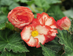 Image showing  begonia