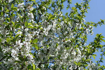 Image showing flowers on the cherry tree