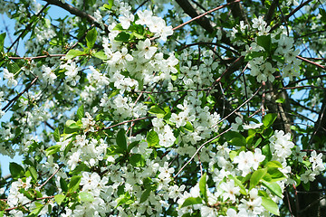 Image showing flowers on the cherry tree