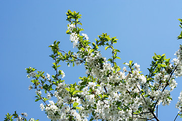 Image showing flowers on the cherry tree