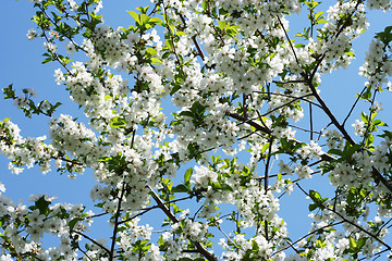 Image showing flowers on the cherry tree