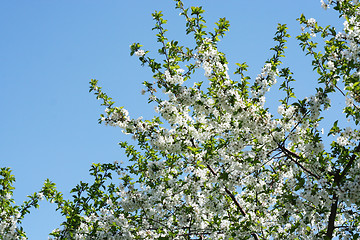 Image showing flowers on the cherry tree