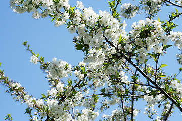 Image showing flowers on the cherry tree