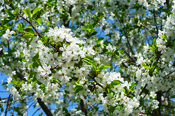 Image showing flowers on the cherry tree