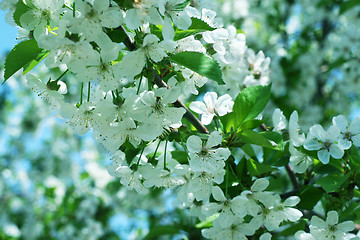 Image showing flowers on the cherry tree