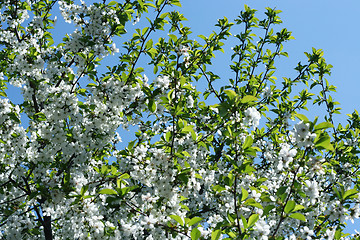 Image showing flowers on the cherry tree