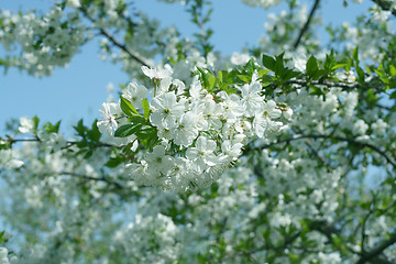 Image showing flowers on the cherry tree