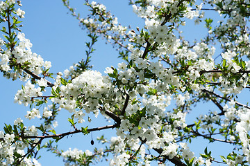 Image showing flowers on the cherry tree