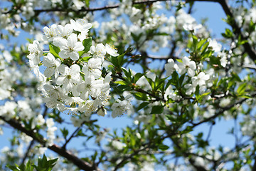 Image showing flowers on the cherry tree