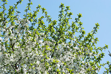 Image showing flowers on the cherry tree