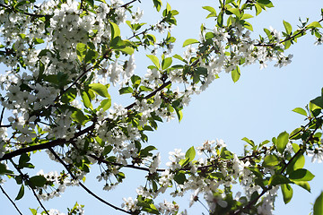 Image showing flowers on the cherry tree