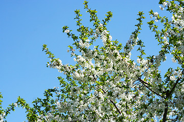 Image showing flowers on the cherry tree