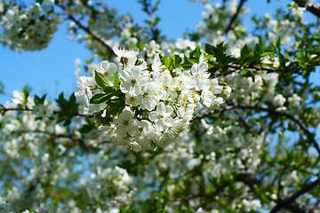 Image showing flowers on the cherry tree