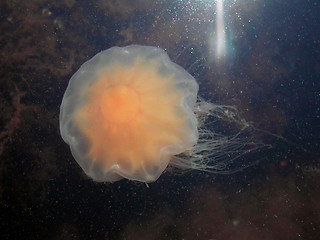 Image showing Red jellyfish