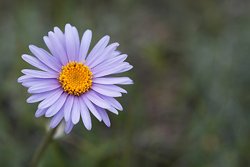 Image showing Aster alpinus