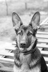 Image showing Sheep dog