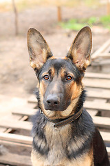 Image showing Sheep dog