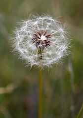 Image showing Dandelion