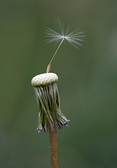 Image showing Bald Dandelion