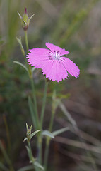 Image showing Dianthus versicolor