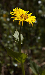 Image showing Doronicum altaicum