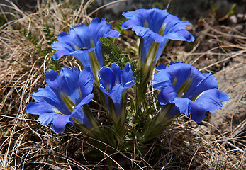 Image showing Gentiana grandiflora