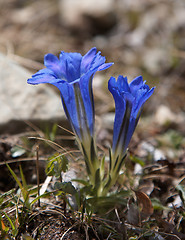 Image showing Gentiana grandiflora