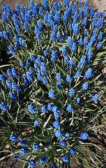 Image showing Blue Muscari