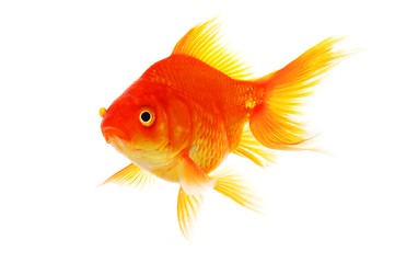 Image showing goldfish