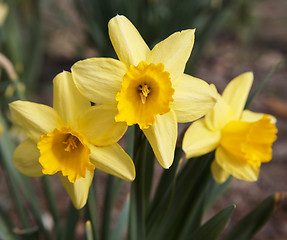 Image showing Yellow Narcissus