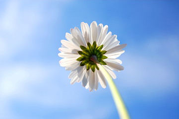 Image showing daisy under blue sky