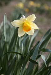 Image showing Yellow Narcissus