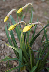 Image showing Yellow Narcissus