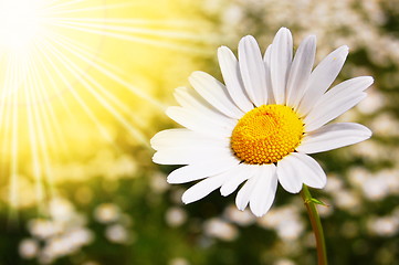 Image showing daisy flower on a summer field