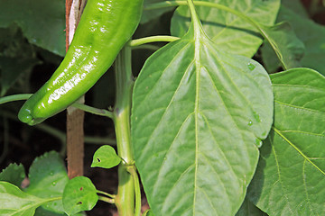 Image showing green pepper on agricultural farm