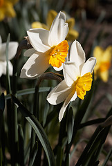 Image showing White Narcissus