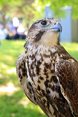 Image showing falcon