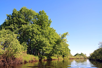 Image showing oak wood on coast river