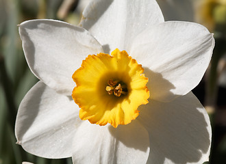 Image showing White Narcissus