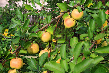 Image showing apple on branch