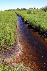 Image showing small creek amongst marsh horsetail