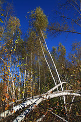 Image showing birch wood