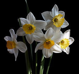Image showing White Narcissus