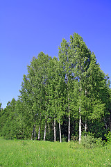 Image showing birch wood