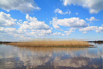 Image showing yellow band of the reed on lake