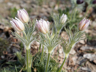 Image showing Pasque-flowers