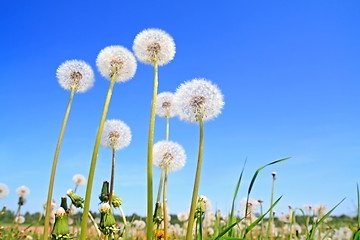 Image showing white dandelions on green field