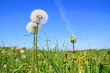 Image showing white dandelions on summer field