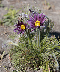 Image showing Pasque-flowers